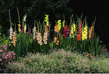 万智牌发布最新系列：邪军压境